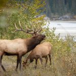 Shape the Future of Northern Alberta: Have Your Say on the Berland Land Plan